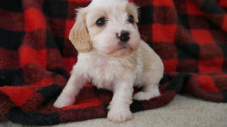 Cavachon Puppy for sale in CUYAHOGA FALLS, OH, USA
