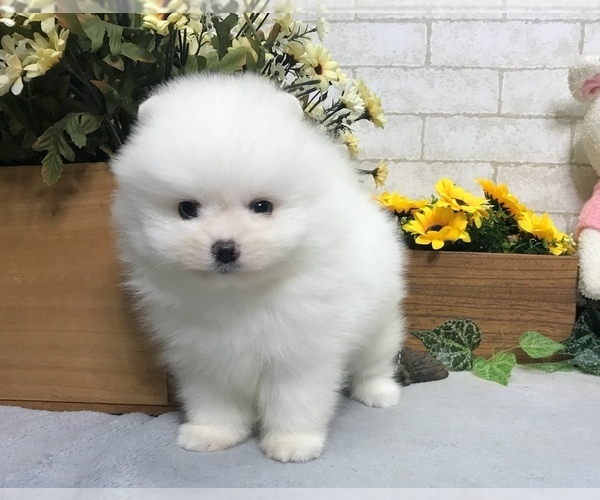 Medium Photo #6 Pomeranian Puppy For Sale in NEW YORK, NY, USA