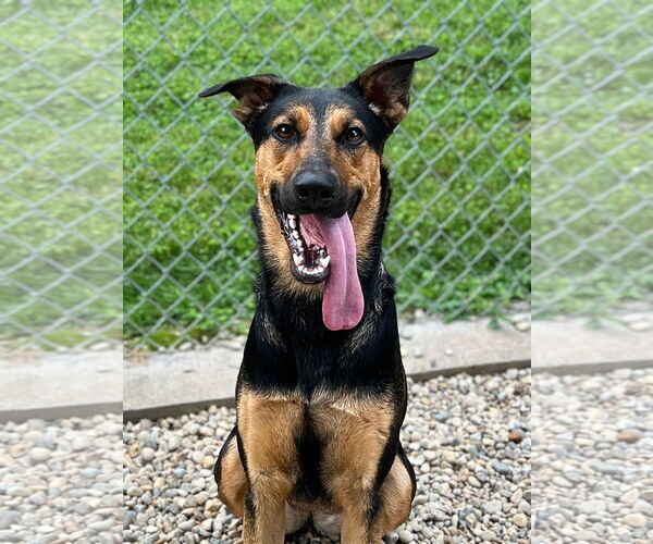 Medium Photo #3 Mutt Puppy For Sale in Manchester, MO, USA