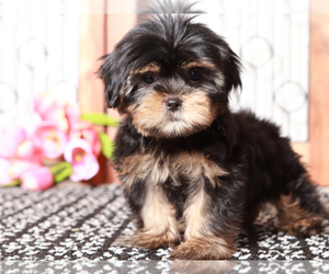 Shorkie Tzu Puppy for sale in NAPLES, FL, USA