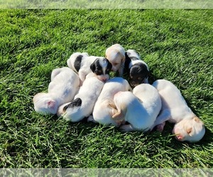 English Setter Puppy for sale in HANCOCK, MN, USA