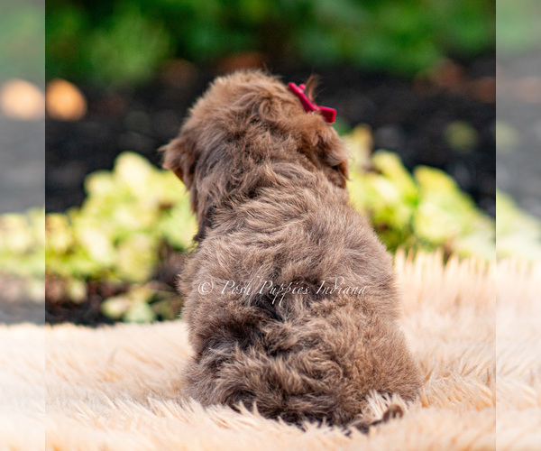 Medium Photo #8 Yorkipoo Puppy For Sale in WARSAW, IN, USA