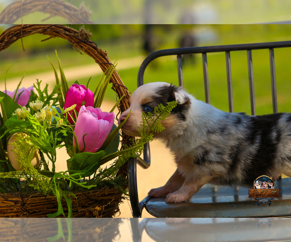 Medium Photo #22 Miniature Australian Shepherd Puppy For Sale in GRANBURY, TX, USA