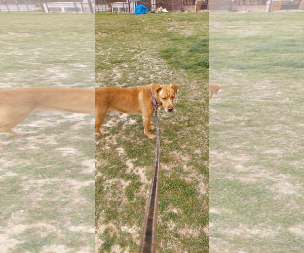 Medium Photo #2 Golden Retriever-Huskies  Mix Puppy For Sale in Dallas, TX, USA