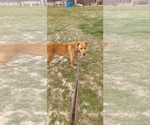 Small #1 Golden Retriever-Huskies  Mix
