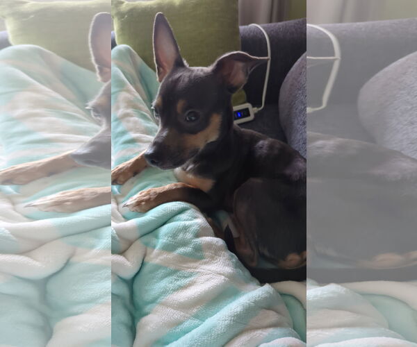 Medium Photo #5 Mutt Puppy For Sale in St. Louis Park, MN, USA