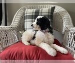 Small Photo #2 Goldendoodle Puppy For Sale in WEBB CITY, MO, USA