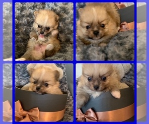 Pomeranian Puppy for sale in CANYON, TX, USA