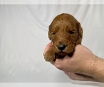 Small Photo #31 Goldendoodle Puppy For Sale in ABILENE, TX, USA