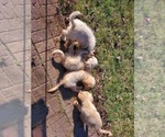 Small Photo #11 Golden Retriever Puppy For Sale in ELKHART, IN, USA