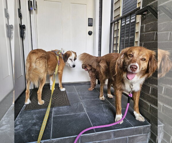 Medium Photo #7 Mutt Puppy For Sale in Rockaway, NJ, USA