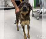 Small #1 Mutt