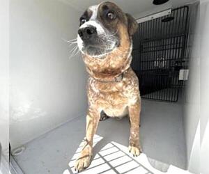 Mutt Dogs for adoption in Houston, TX, USA