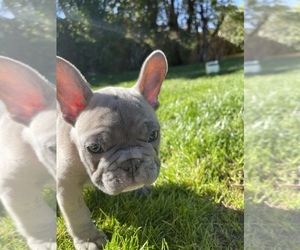 French Bulldog Puppy for sale in PALMDALE, CA, USA