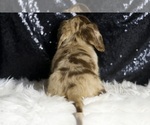 Small Photo #3 Dachshund Puppy For Sale in WARSAW, IN, USA