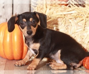 Chiweenie Puppy for sale in MOUNT VERNON, OH, USA