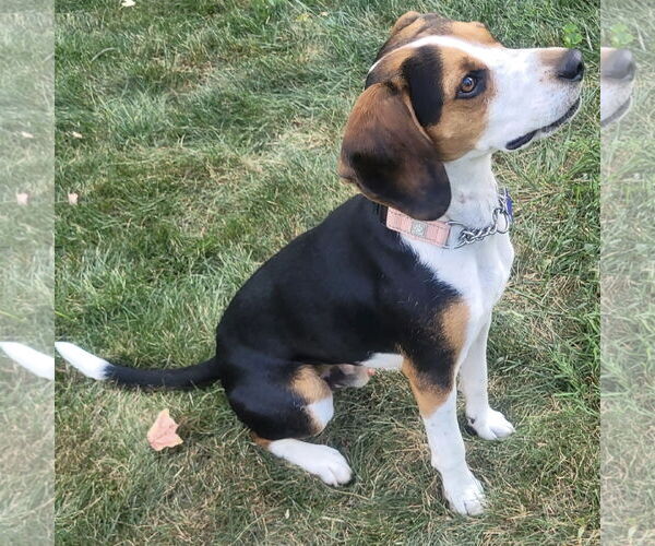 Medium Photo #3 Beagle Puppy For Sale in Batavia, OH, USA