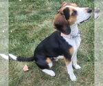 Small #2 Beagle