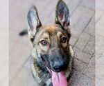 Small #2 German Shepherd Dog Mix