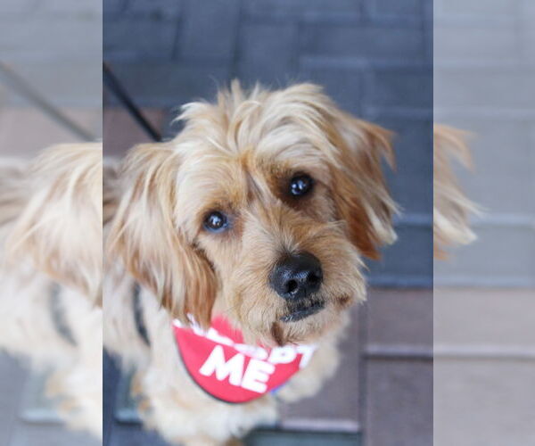 Medium Photo #3 Doodle Puppy For Sale in Mission Viejo, CA, USA
