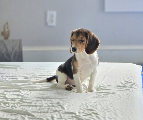Medium Photo #1 Beagle Puppy For Sale in APPOMATTOX, VA, USA