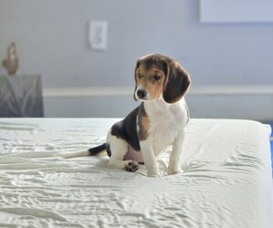 Beagle Puppy for sale in APPOMATTOX, VA, USA