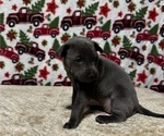 Small Photo #4 Thai Ridgeback Puppy For Sale in POTSDAM, NY, USA