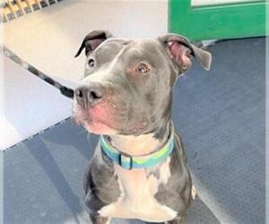 Medium American Pit Bull Terrier Mix