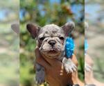 Small Photo #7 French Bulldog Puppy For Sale in PALO ALTO, CA, USA