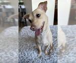 Small #1 Chihuahua