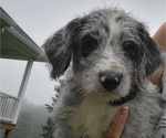 Small Photo #1 Bordoodle Puppy For Sale in ASHLAND, OH, USA