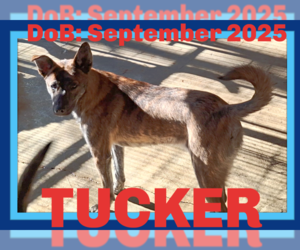 - Mix Dogs for adoption in Sebec, ME, USA