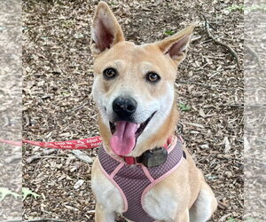 Nessi - Female Mutt Dog for Adoption - Photo #27