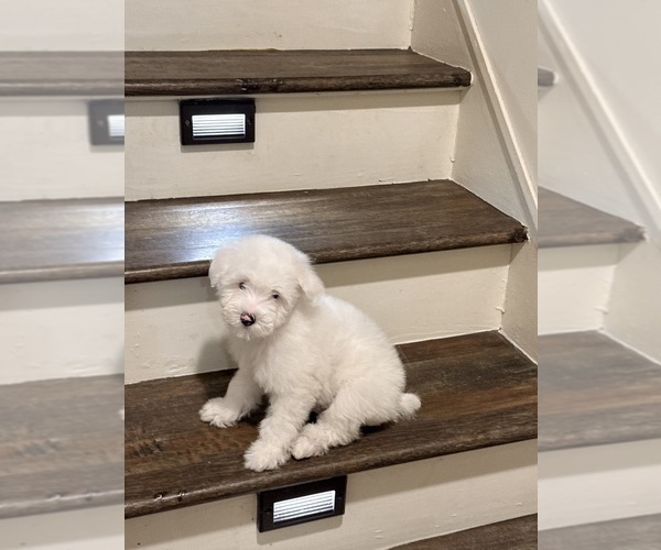 Medium Photo #24 Pom-A-Poo Puppy For Sale in OWINGS, MD, USA