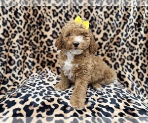 Cock-A-Poo Puppy for sale in LAKELAND, FL, USA