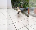 Small Photo #3 Labrador Retriever Puppy For Sale in Miami, FL, USA