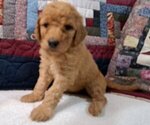 Small #2 Goldendoodle