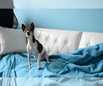 Small #6 Foxy Rat Terrier