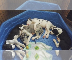 Great Dane Puppy for sale in DUNNELLON, FL, USA