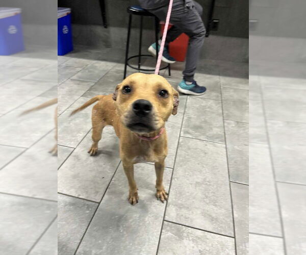 Medium Photo #3 American Pit Bull Terrier-Unknown Mix Puppy For Sale in New York, NY, USA