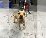 Small #2 American Pit Bull Terrier Mix