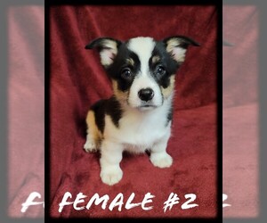 Pembroke Welsh Corgi Puppy for sale in CARMICHAEL, CA, USA