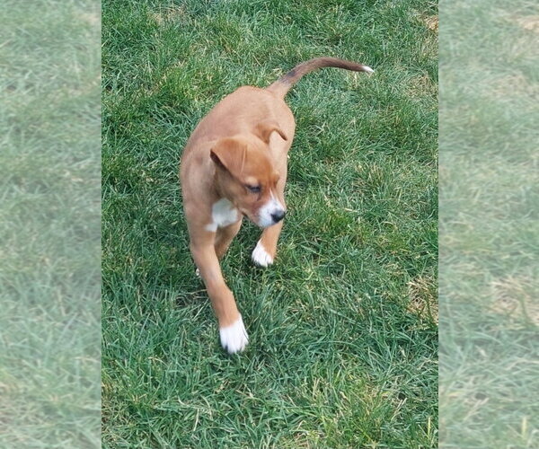 Medium Photo #10 Bulldog-Unknown Mix Puppy For Sale in Lakewood, CO, USA