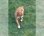 Small Photo #10 Bulldog-Unknown Mix Puppy For Sale in Lakewood, CO, USA