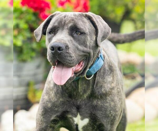 Medium Photo #1 Mutt Puppy For Sale in Camarillo, CA, USA