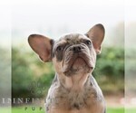 Small #1 French Bulldog