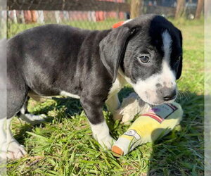 Drizzle - Male Bulldog-Unknown Mix Dog for Adoption - Photo #4