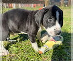 Small Photo #4 Bulldog-Unknown Mix Puppy For Sale in Tarrytown, GA, USA