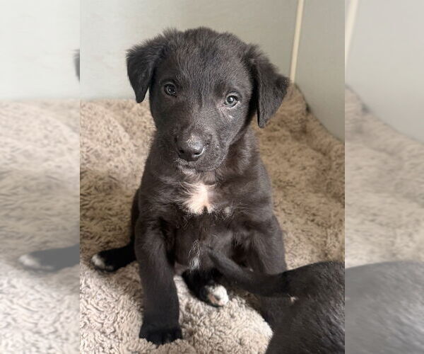 Medium Photo #2 Labrador Retriever-Unknown Mix Puppy For Sale in Bolivar, MO, USA