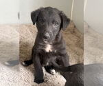 Small #1 Labrador Retriever Mix
